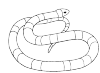 A cora snake