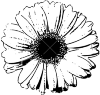 Here is the flower of gerbera visible, so a top view.