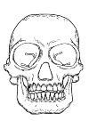 Skull of a man