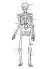Skeleton with the parts there.