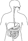 digestive tract from the front view. From mouth and intestines. View of drawing right