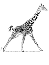 giraffe, widespread Beens. He runs to the right.