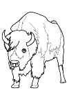 Bison