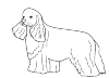 Cocker spaniel