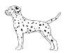 Dalmatian