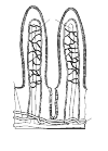 Flaked intestine. These are two gut flakes. The blood vessels are shown in this drawing. We make the distinction between oxygen poor and oxygen rich blood. In the veins around the central lymphatic the oxygenated blood back zuurstofarm. The oxygen is transferred here.