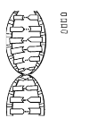 schematic representation of DNA