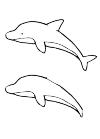 dolphin