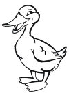 Smiling, standing duck