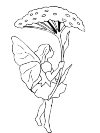 Elf
