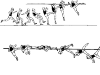 This is a high jumper, which in many steps a jump on the bar running. Above you'll see in 8 steps how he tries to set the bar. Below you'll see in 6 steps how his land. Technique: 1.Neem an angled run. Turn off the leg that is closest to the bar is.2. Swing the other leg stretched and strongly op. This is the first leg on the lat.3. Turn the marketing leg high road. Your body roll, as it were to lat.4. Land on the swing leg and hands (low landing area). Roll over your shoulder.