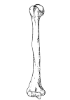 Humerus