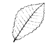 Chestnut Leaf