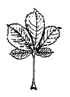 chestnut leaf