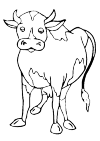 Standing cow