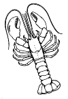 lobster