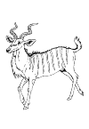 Kudu