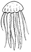 A jellyfish