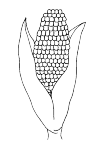 Maize