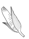 Maize