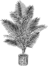 A palm in a wicker pot