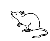 Rat