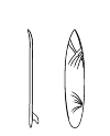 surfboard, side view and top view