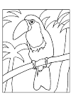 Toucan at the pole