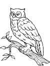 An owl on a branch is